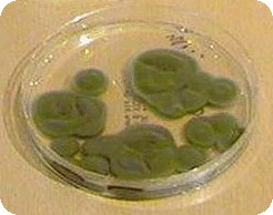 Cladosporium vega test warszawa prozdrowie